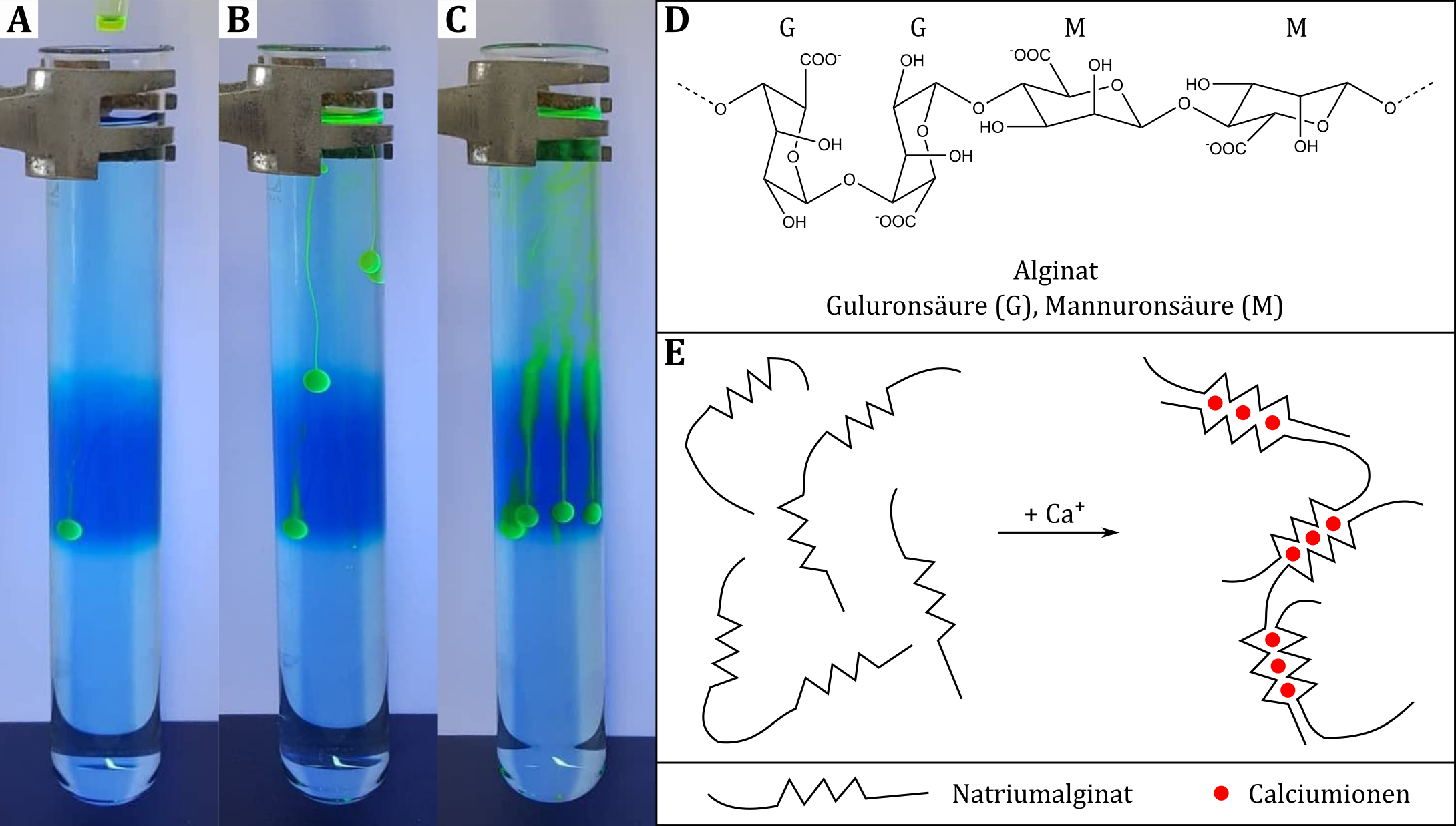(A-C) Eine farbstoffgefüllte Natriumalginatblase sinkt durch die zwei oberen Lösungen mit geringerer Dichte und verbleibt auch nach längerer Zeit an der Grenzschicht zur untersten Lösung derselben Dichte. (D) Strukturformel von Alginat, (E) schematische Darstellung des Alginatkomplexes