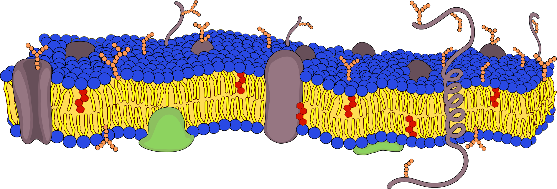 images/bilder/Experimente/Biomembran-3.png