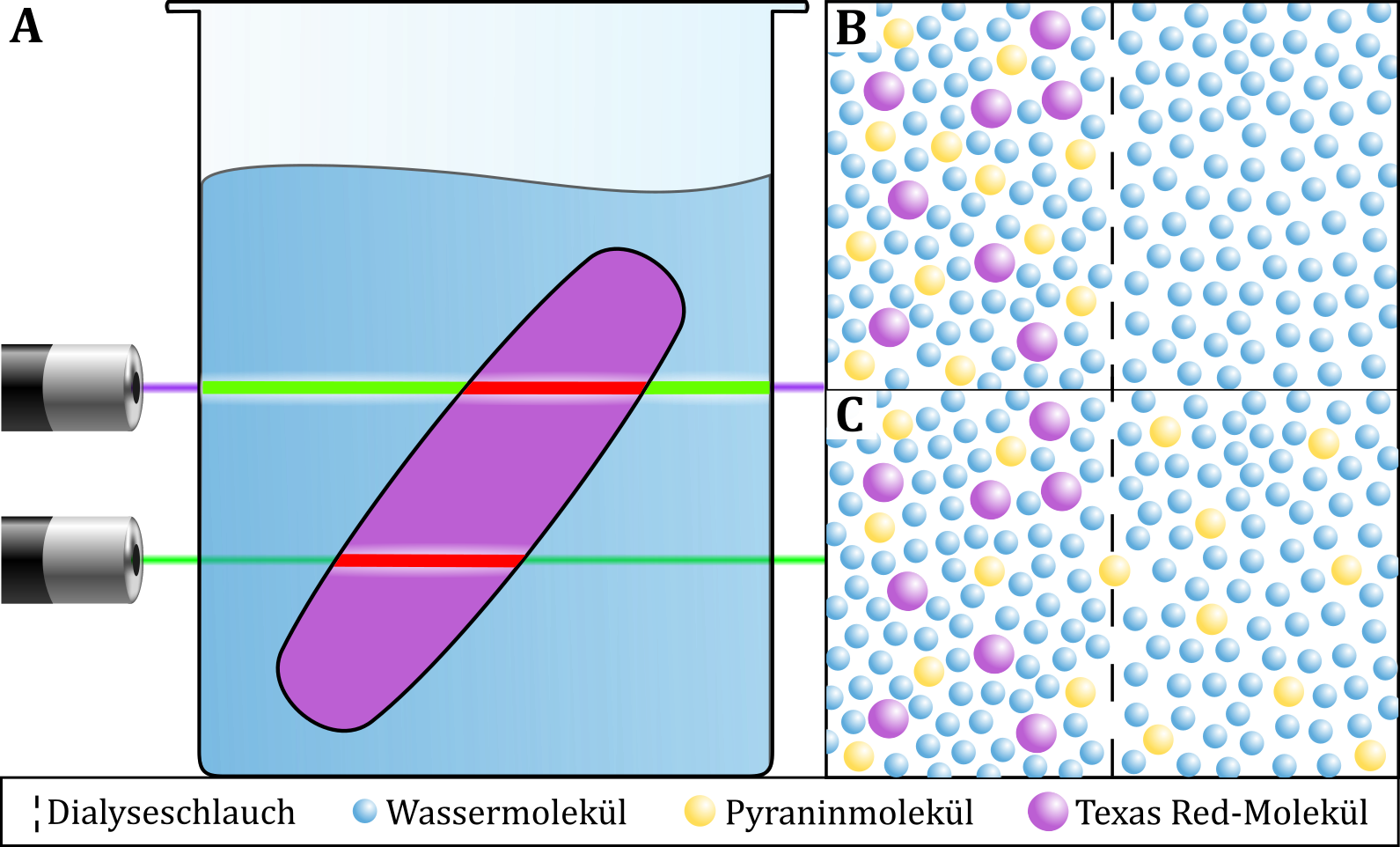 (A) Schematische Darstellung der Anregung zur Fluoreszenz auf makroskopischer Ebene. (B, C) Submikro-skopische Darstellung der Diffusion der Pyraninmoleküle durch den Dialyseschlauch. 