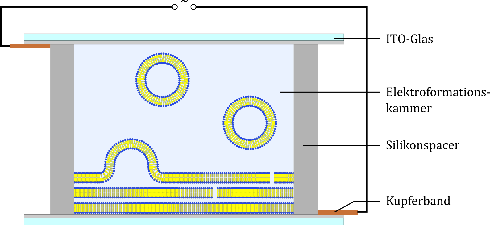 Schematische Darstellung der Vesikelpräparation in einer Elektroformationskammer nach STEIN ET AL.