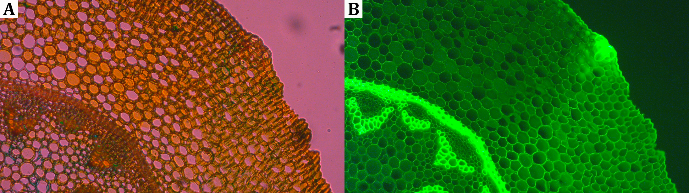 images/bilder/Experimente/Fluoreszenzmikroskop-Maiglckchen.png