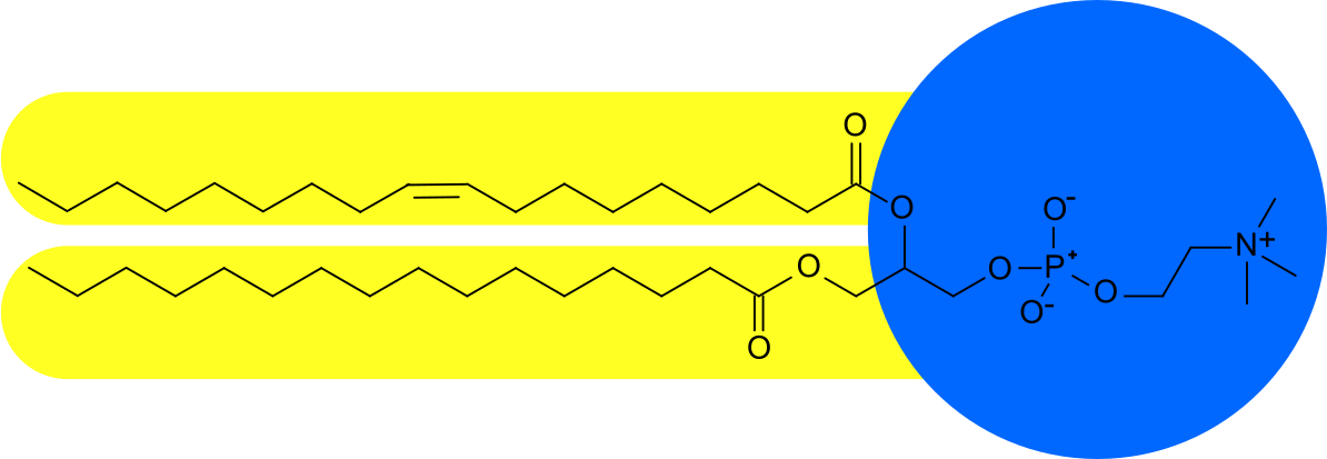 images/bilder/Experimente/Lipid.png