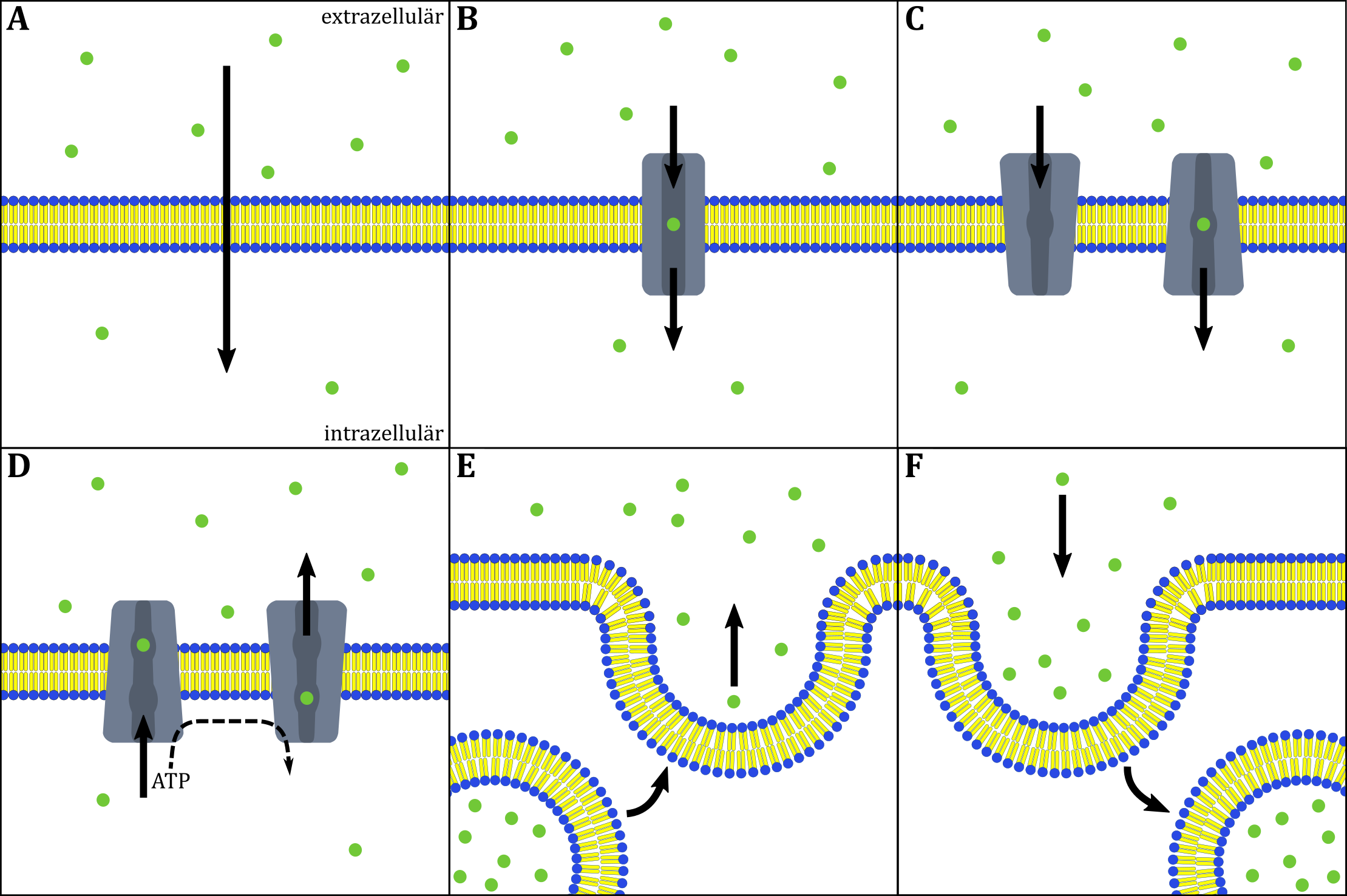 images/bilder/Experimente/Membrantransport.png