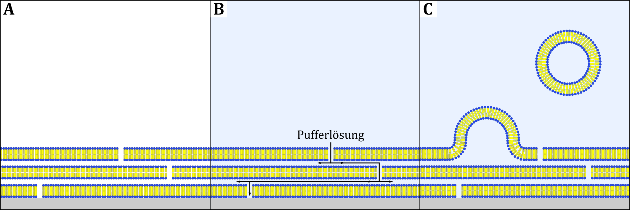 Schematische Darstellung der Vesikelpräparation durch Quellen nach STEIN ET AL. (A) Lipiddoppelschich-ten nach Verblasen des Lösungsmittels, (B) Zugabe einer Pufferlösung, (C) Aufquellen der Lipidschichten zu Vesikeln.