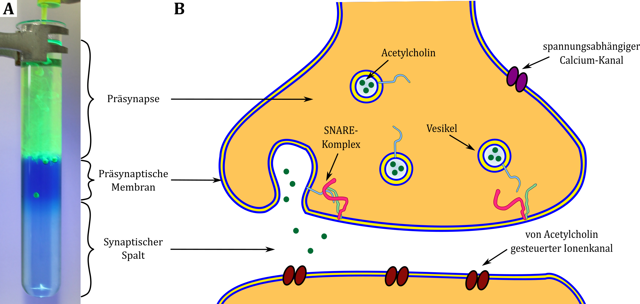 Synapse Vesikel